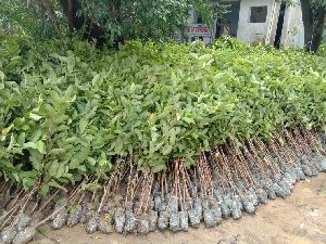 Guava Barafkhana Gola Grafted Plant