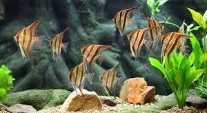 Aquariums Tropical Fish