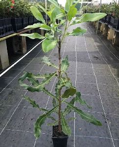 macadamia plant