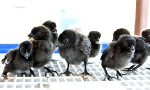 Black Broiler Chicks