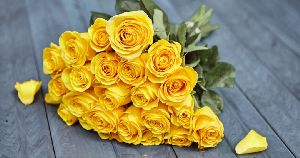 Fresh Yellow Rose Flower