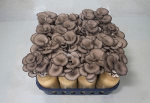 Black Oyster Mushroom Spawn