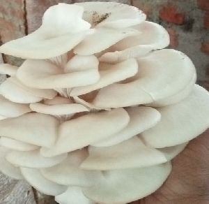 florida oyster mushroom spawn