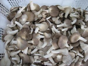 Sajor Caju Oyster Mushroom Spawn