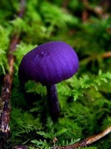 Purple passion Mushrooms