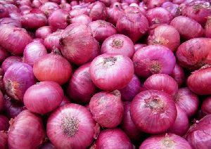 Fresh Red Big Onion