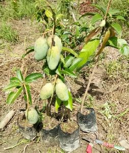 All Time Mango plant