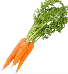 Fresh Carrot