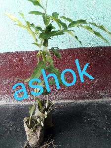 Ashoka Pendula Plant