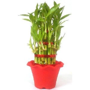Bamboo Tissue Culture Plant