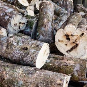 Agarwood Logs