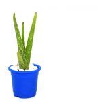 Aloe Vera (Aloe barbadensis miller) – Buy Aloe Vera Live Plant
