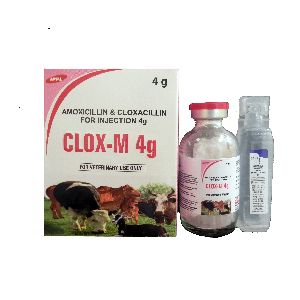 Amoxicillin & Cloxacillin Powder For Injection 4g