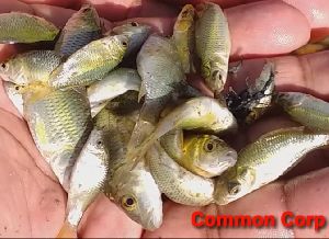 Common Carp Fish Seeds
