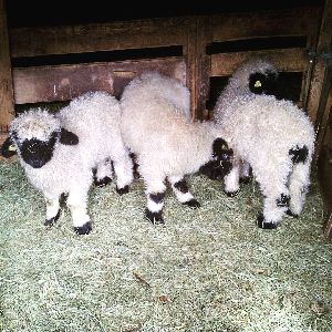 For Sale 1 Valais Blacknose Breeding Lamb, Ram