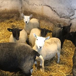 For Sale 2 Zwartbles, Valais Blacknose Cross Store, Breeding Lambs, Ewes