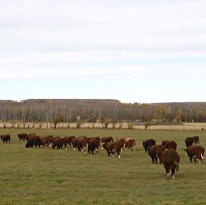 Aberdeen Angus Livestock Breeders