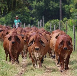 simmental hf holstein friesian cattle