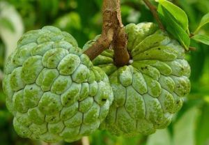 Custard Apple Plant