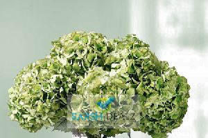 Green Hydrangea Flower