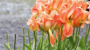 Peach Tulip Flower
