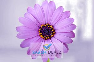 Purple Gerbera Flower