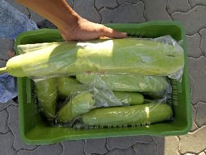 Fresh Bottle Gourd