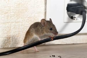 Rodent Repellent System Installation Services