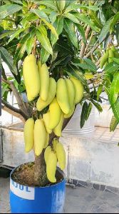 Baramasi Grafted Mango Plant