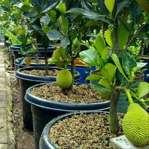 Dwarf Grafted Jack Fruit - Bonsai Plants Nursery