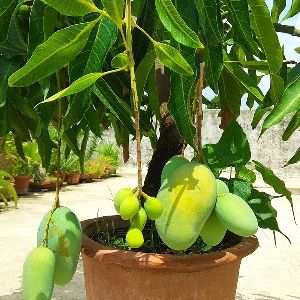 Dwarf Grafted Mango plants - Bonsai Plants Nursery