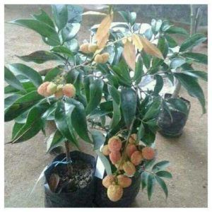 Dwarf Lychee Plants - Bonsai Plants Nursery