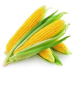 Fresh Yellow Maize