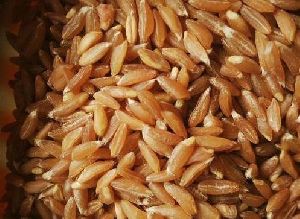 Khapli Wheat Seeds