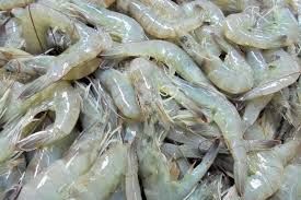 Baby shrimp, Shrimp