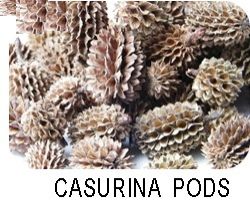 Casurina Pods Casurina Pods