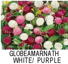 Globeamarnath White/ Purple Globeamarnath White/ Purple