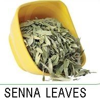 Senna Leaves