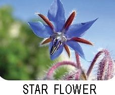 Star Flower Star Flower