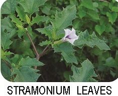 Stramonium Leaves
