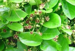 Tylaphora Leaves Tylaphora Leaves