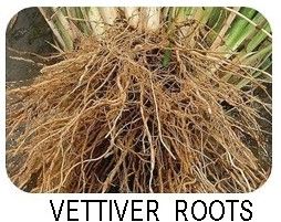 vettiver roots