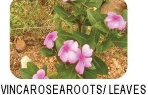 Vincaro Sea Roots Vincaro Sea Roots