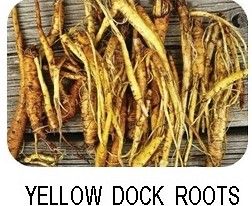 Yellow Dock Roots