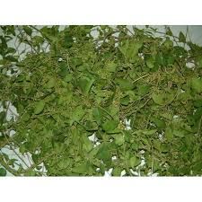 Gymnema Sylvestre tea cut leaves