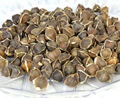 Moringa Oleifera wingless seeds