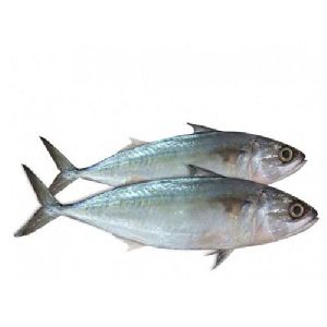 Fresh Mackerel Fish