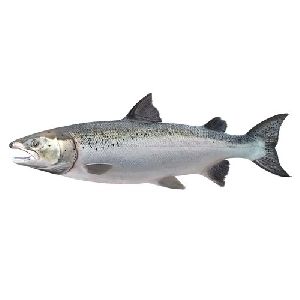 Fresh Salmon Fish