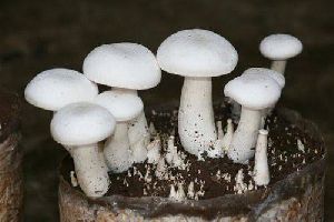 Dry milky mushroom