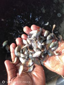 Roopchand Fish Seed